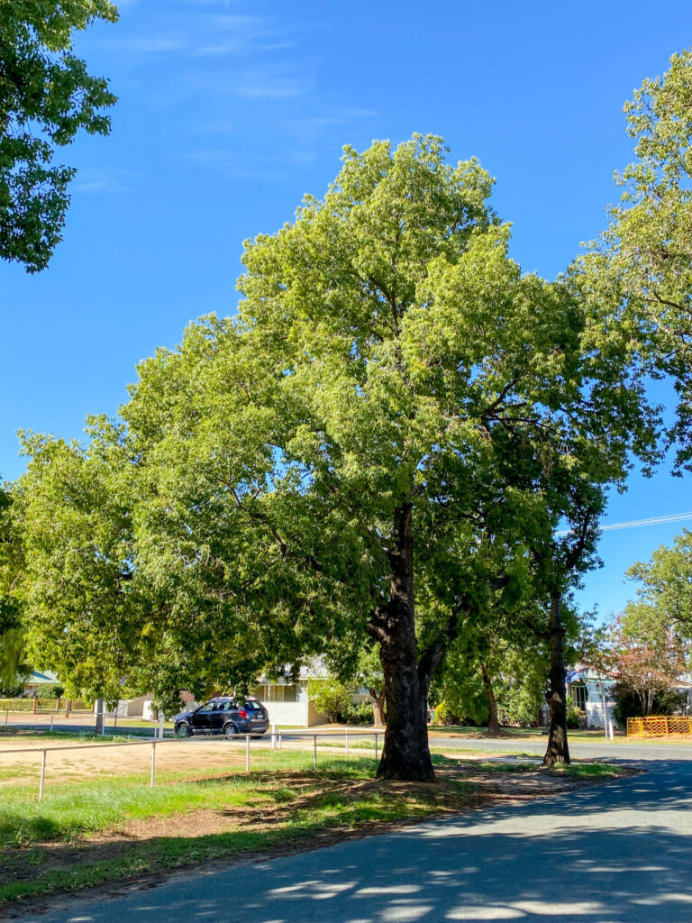 Acacia pendula