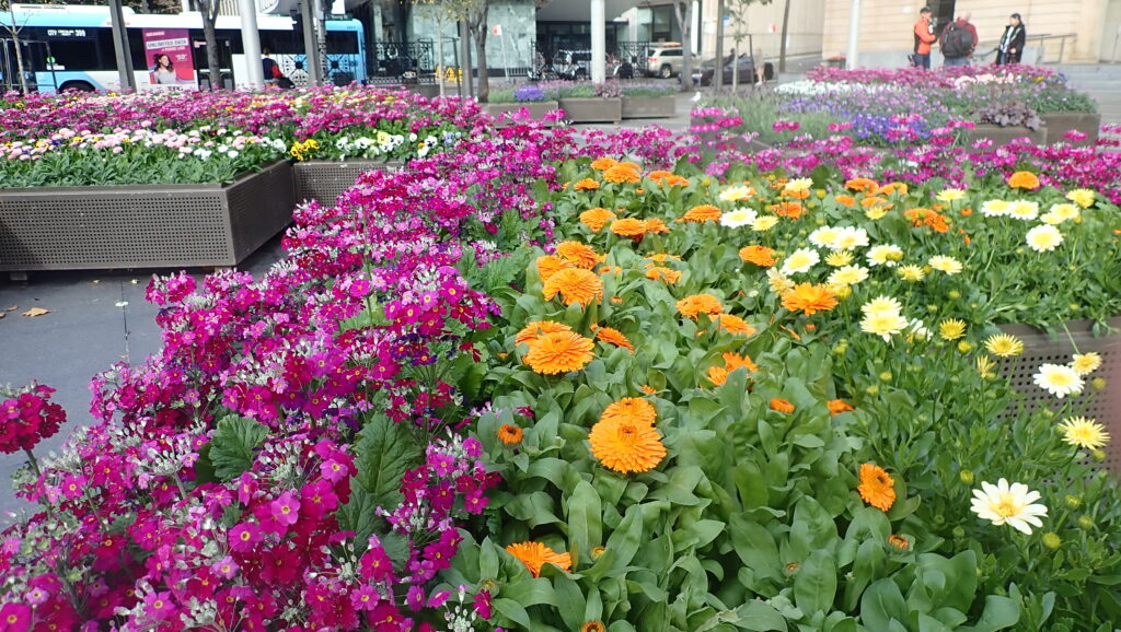 City of Sydney’s ‘Living Colour’ streetscapes