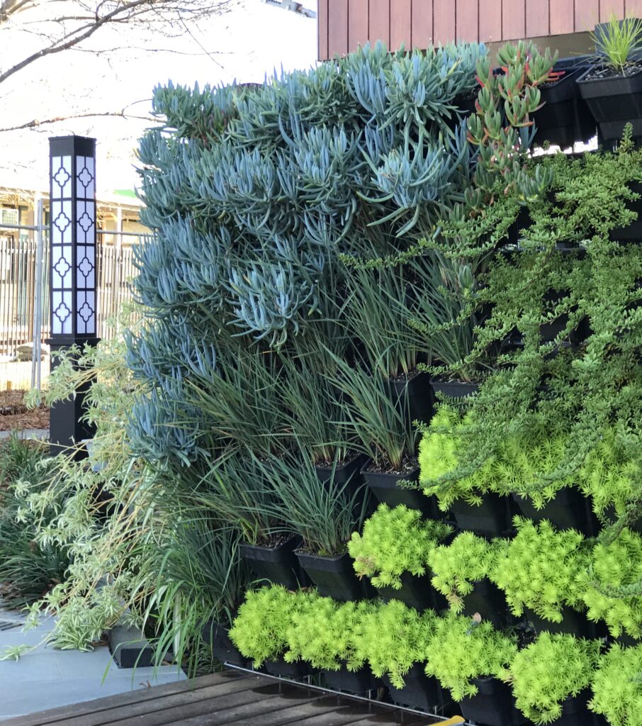 An example of a modular vertical garden system suitable for use in accessible garden design