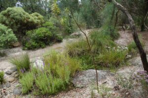 Drainage lines and ponding assist rainwater retention and infiltration on the slopes