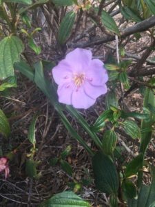 Melastoma flower