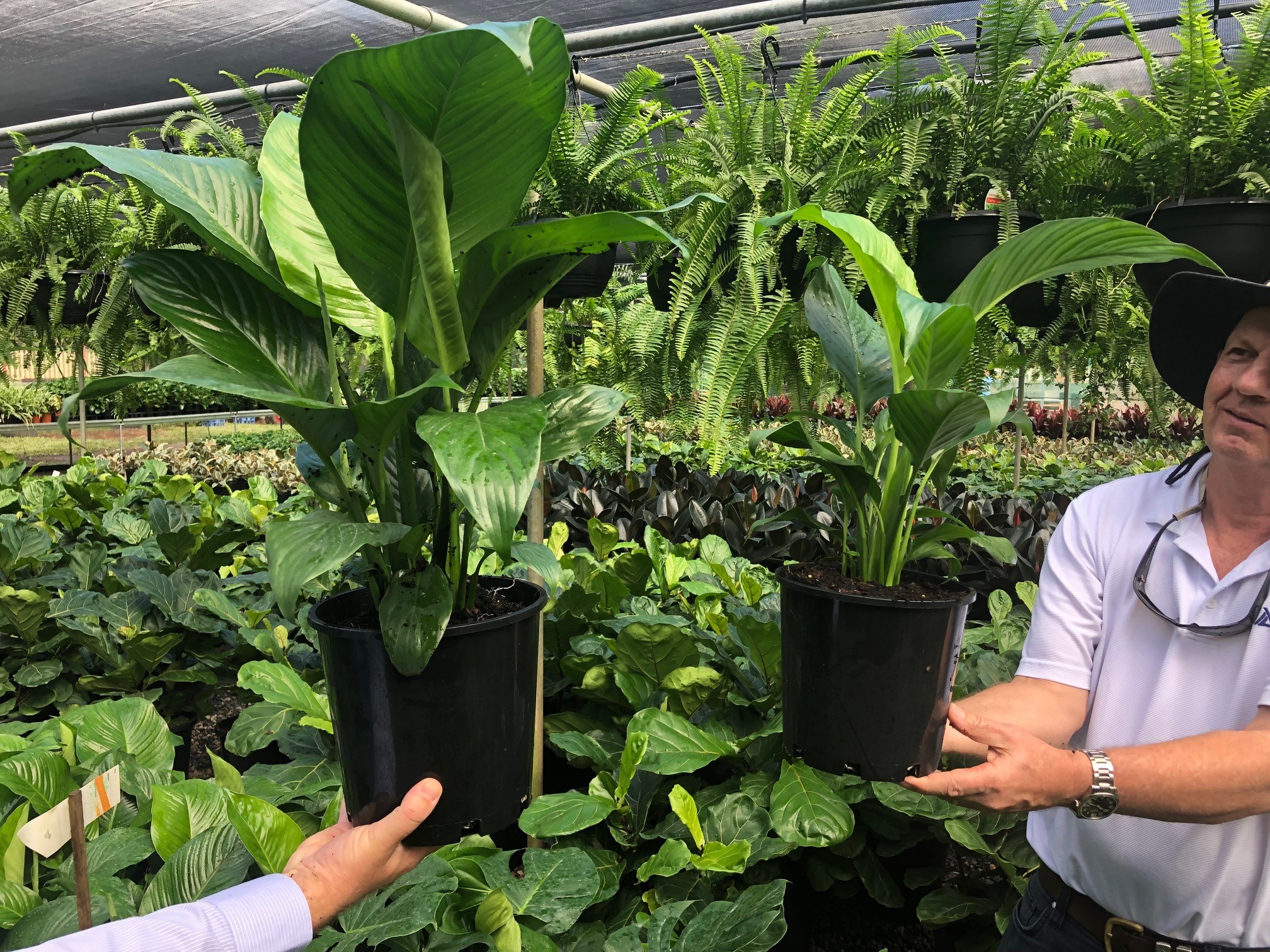 Robert Megier from ICL in the field conducting a trial on Osmocote with Spathiphyllum spp. (Image: ICL)
