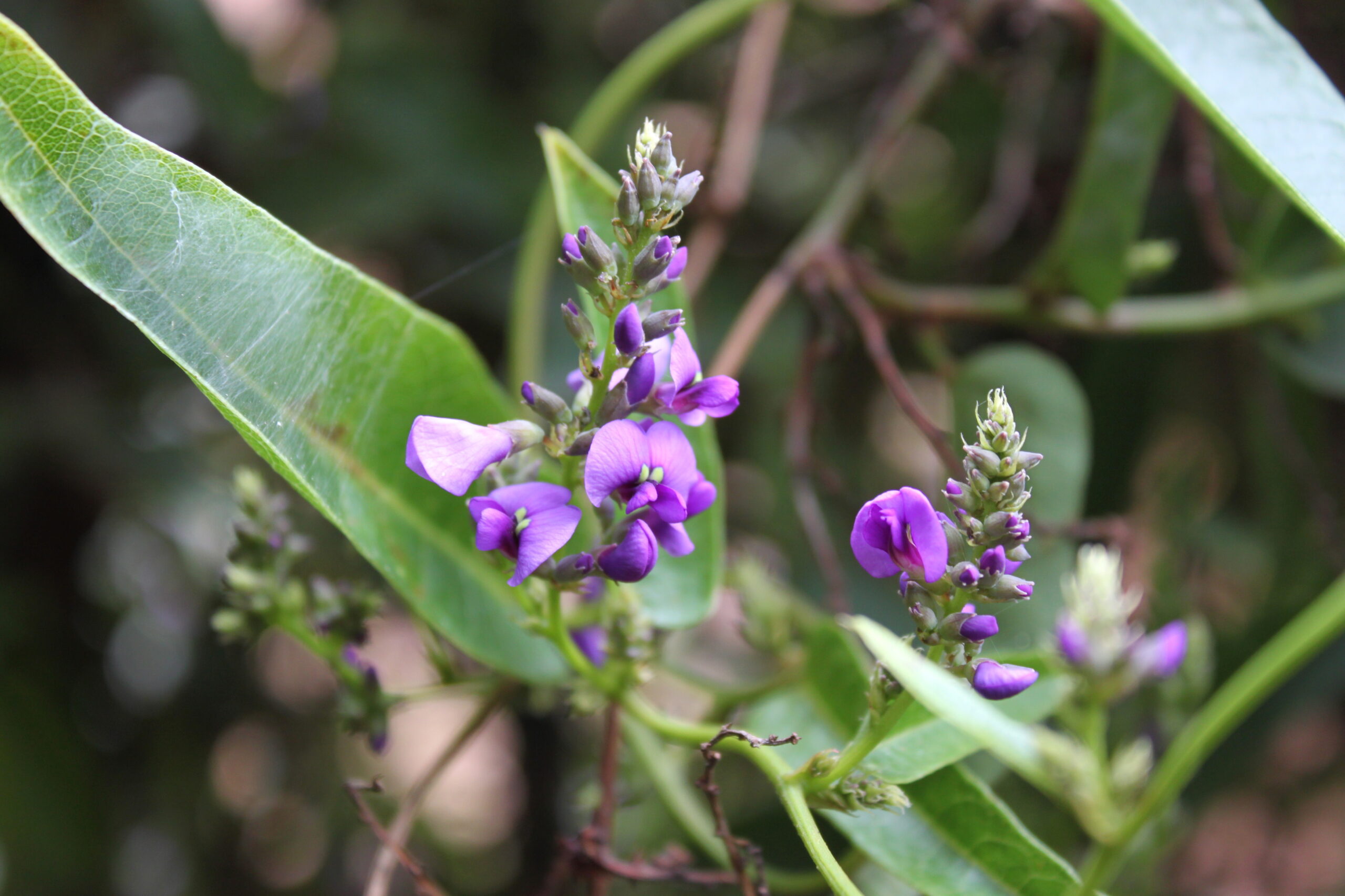 Wandering Lilac (Hardenbergia violacea) (Image: Suzette Hosken)