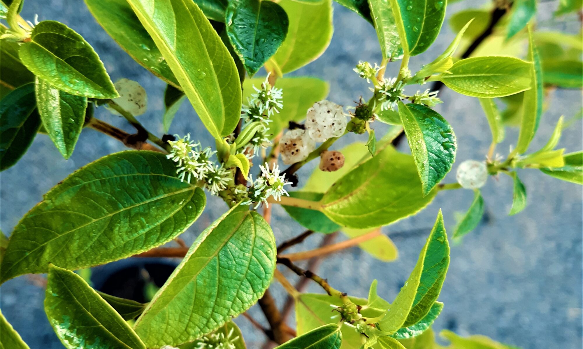 The Native Mulberry Pipturus argenteus