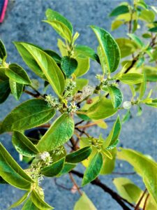 The Native Mulberry Pipturus argenteus