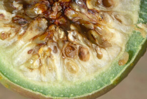 Inside a native fig with wasp larva on rim