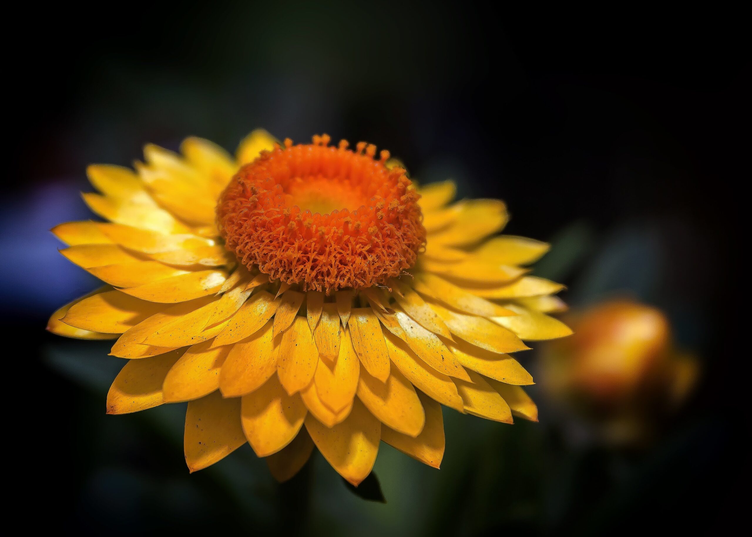 Helichrysum italicum (Image: Foto-Rabe Pixabay)