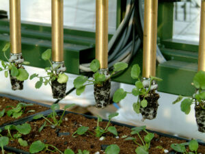 Seedlings are handled with care with TTA Vision Transplanters