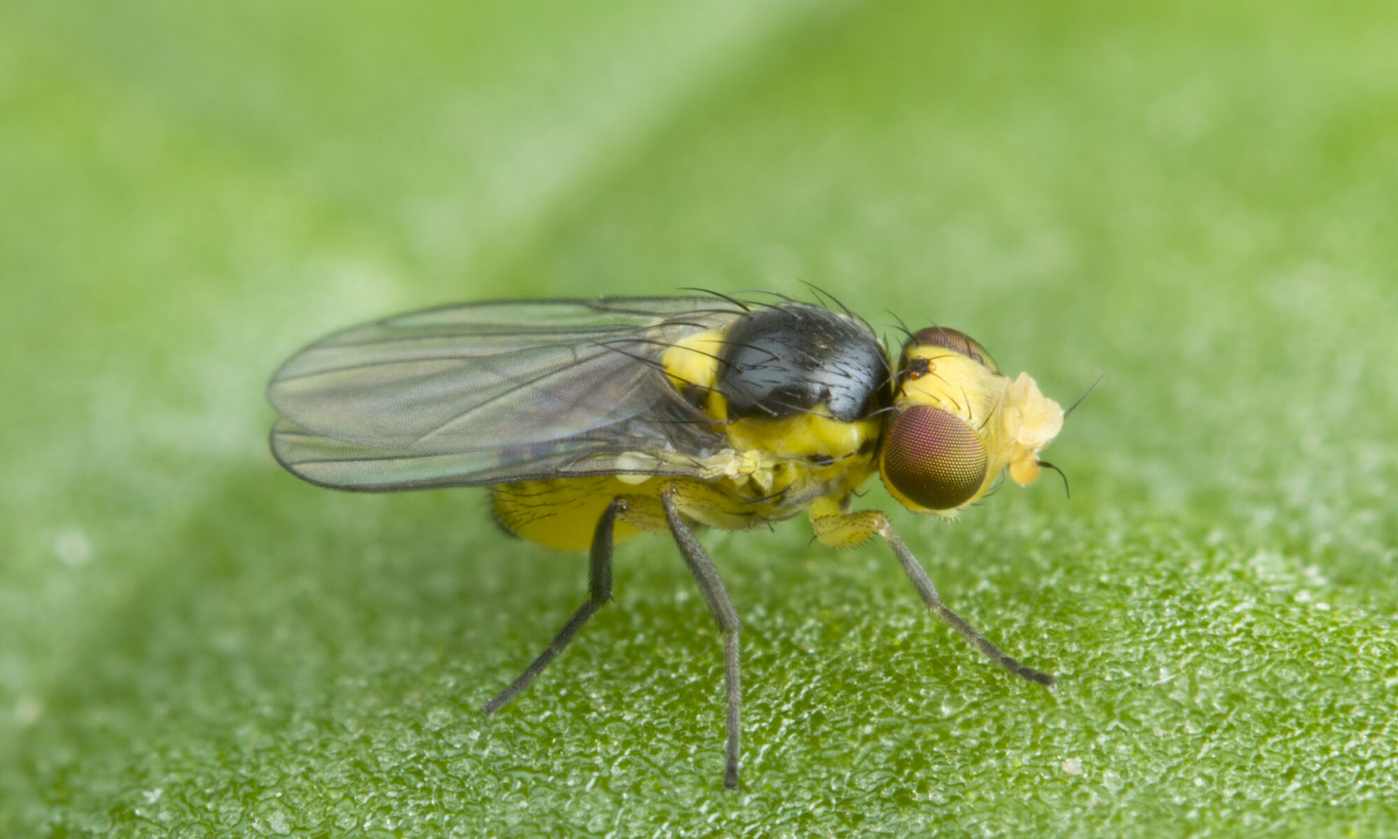 Liriomyza flies are about 2mm long and not easily seen