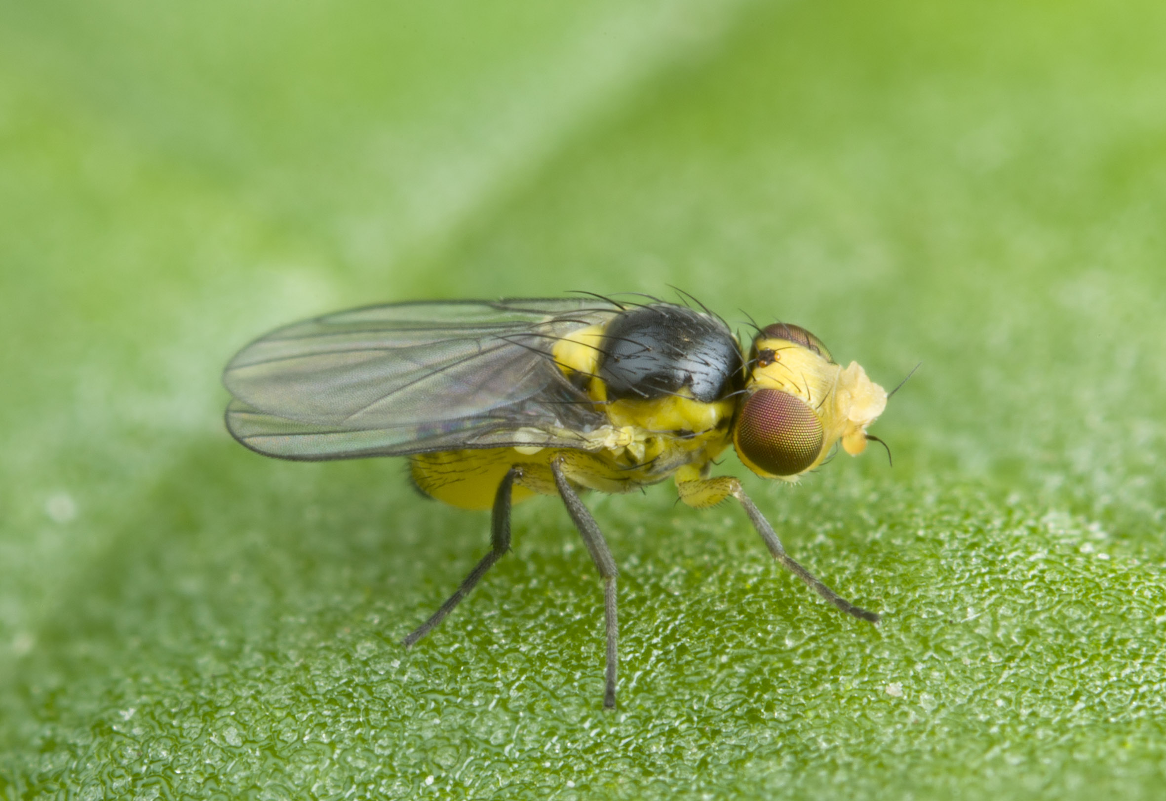 Liriomyza flies are about 2mm long and not easily seen