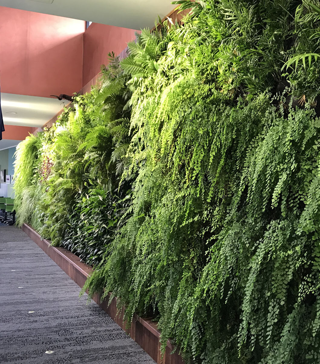 Maidenhair Ferns (Adiantum sp.) in the green wall softens the built environment as their delicate fronds help to reflect light
