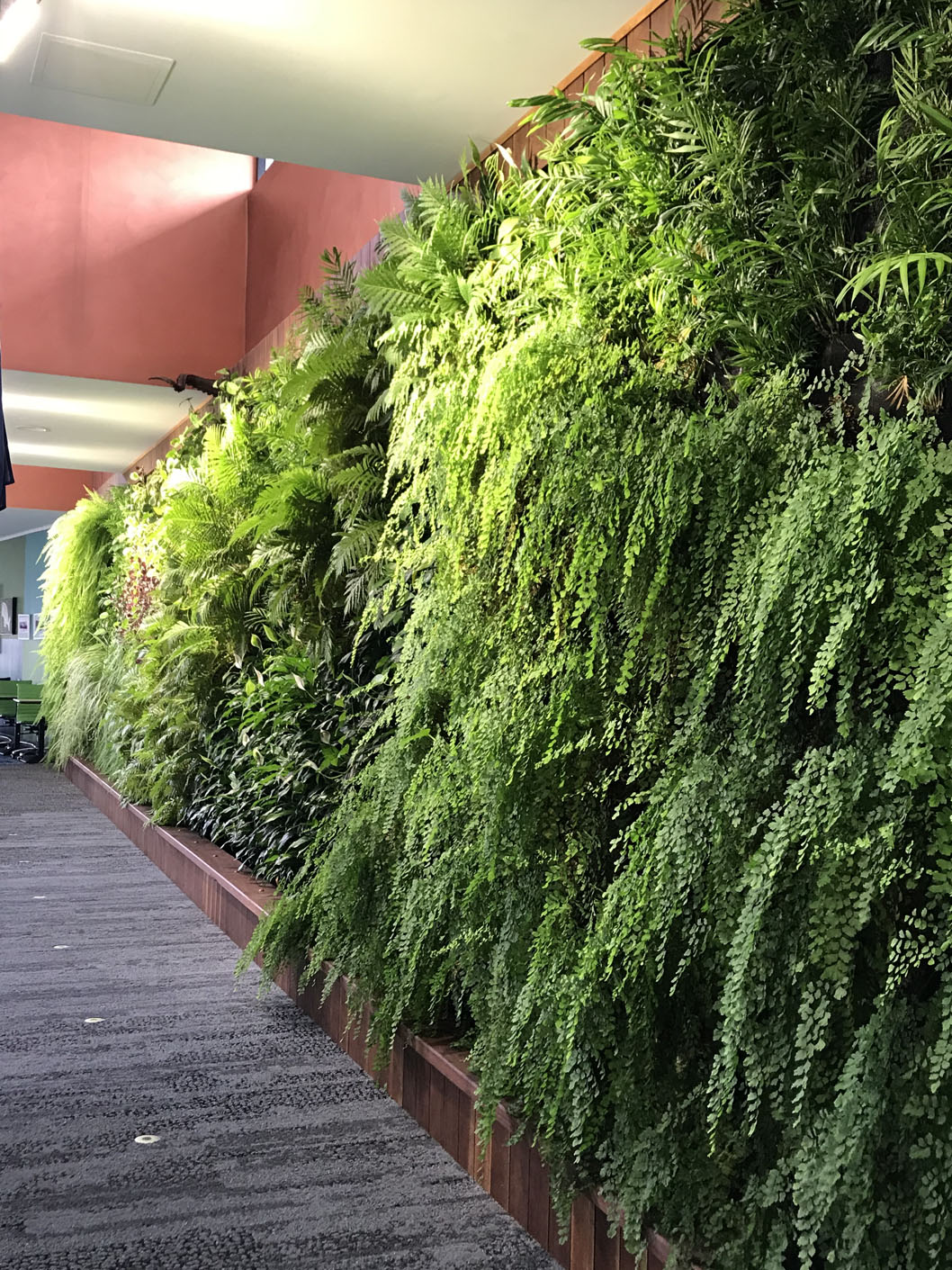 Maidenhair Ferns (Adiantum sp.) in the green wall softens the built environment as their delicate fronds help to reflect light