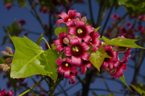 Brachychiton 'Griffith Pink'