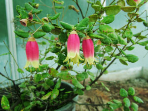 Correa ‘Federation Belle’ flower (Image: ANBG)