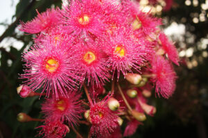 Corymbia ‘Summertime Pink’