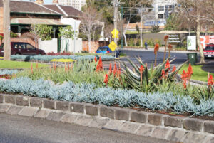 Functional, low management requirements and innovative urban massed succulent planting