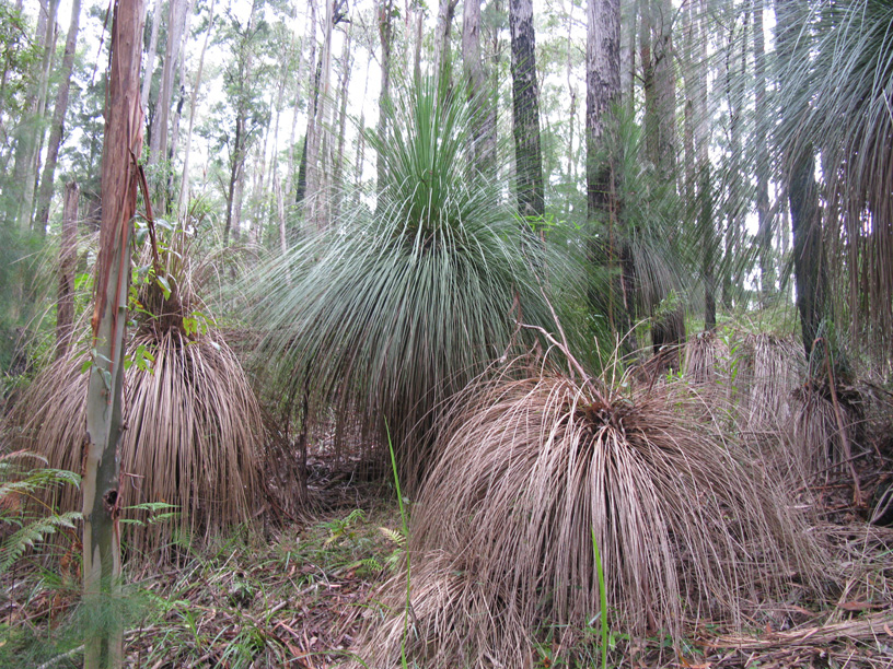 Phytophthora in Xanthorrhoea