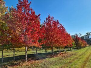 Liquid Ambers Styraciflua (Image - Established Tree Transplanters)