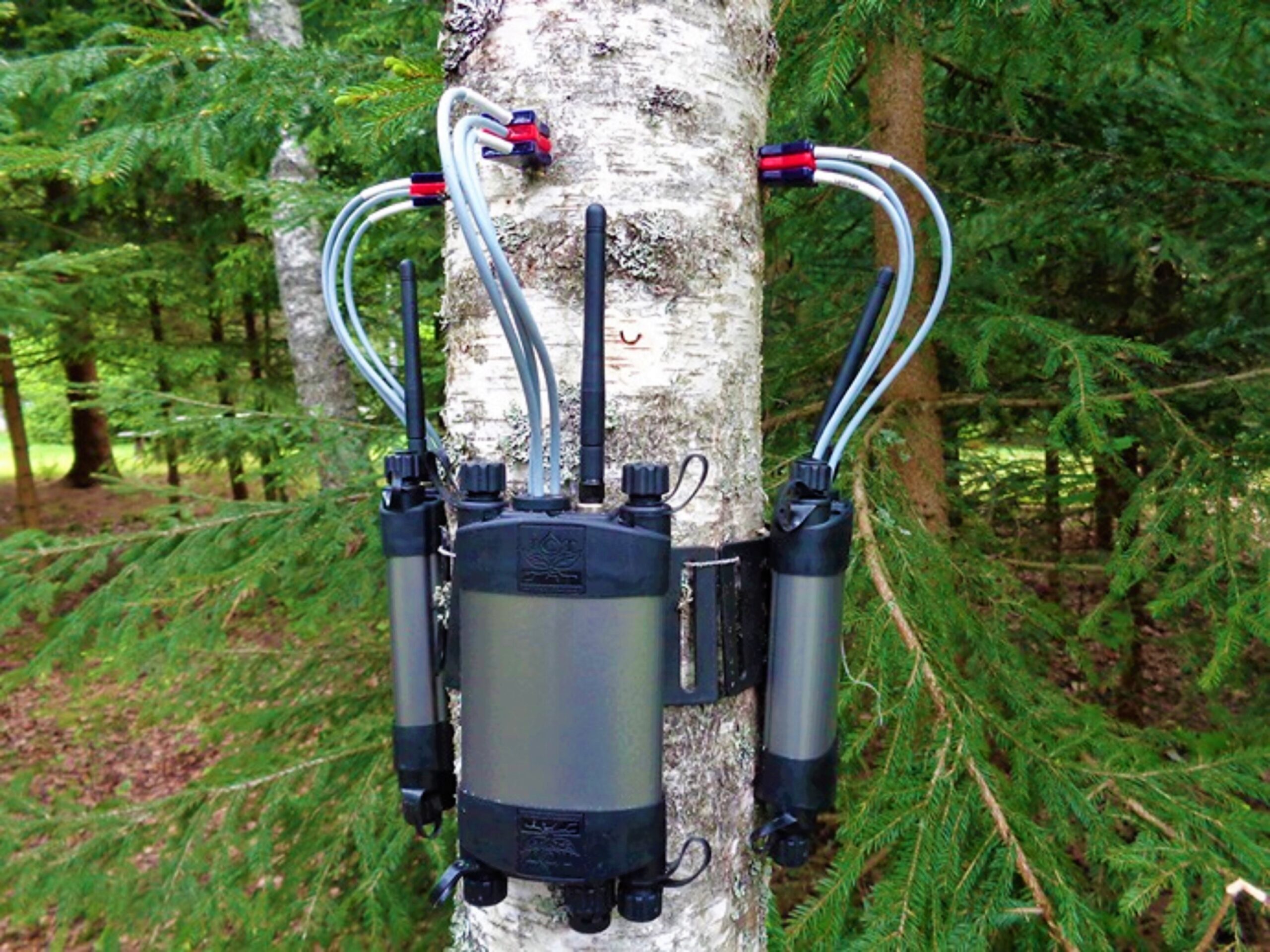 Sap flow meter used to gauge water use in trees