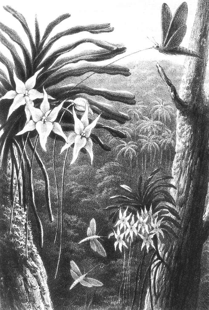 An illustration of Darwin’s hawk moth feeding on Angraecum sesquipedale
