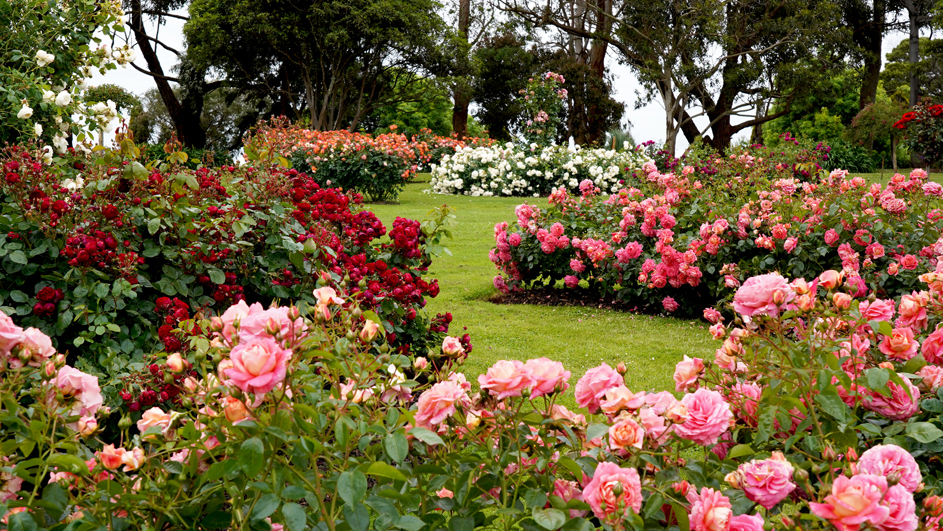 Roses in the landscape (Image: Treloars Roses)