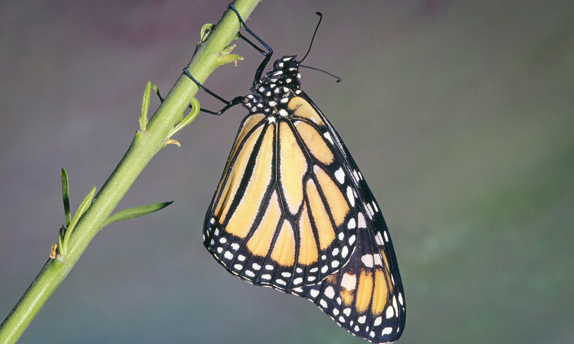 Why do monarch butterflies feed on dried leaves?