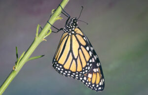 Why do monarch butterflies feed on dried leaves?