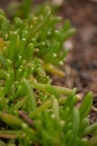 Rounded Noon-flower (Disphyma crassifolium subsp. clavellatum) adds a salty taste to stir-fries, kimchi or salad (Image: Yerrabingin)