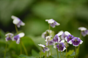 Viola flowers make beautiful garnishes. Seen here: Viola hederacea (Image: Yerrabingin)