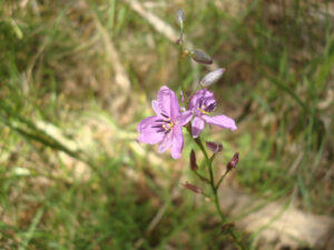 Dichopogon strictum Chocolate Lily (Image Janet Hodgkiss)