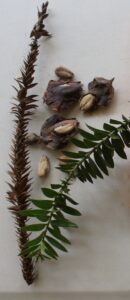 A long-lived ancient tree from the same Family as the Wollemi Pine, the Bunya provides tasty edible seeds from large cones. The Bunya's bounty drew indigenous people to regular gatherings and feasts