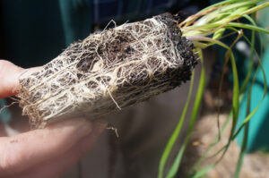 Chocolate lily (Dichopogon strictus) produces edible tubers that can be cooked