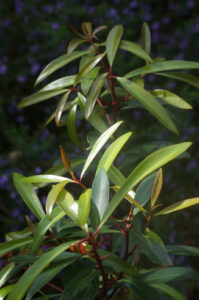The Tasmanian Pepperberry or Mountain Pepper berry has a sensational flavour with both the fruit and leaves being used