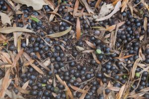 Illawarra Plum is a bush food highly regarded by indigenous people and later arri-vals