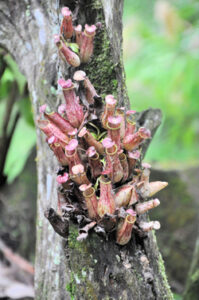 Pitcher plants (Nepenthes spp.) as seen in Borneo- another of the book’s featured locations