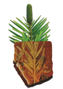 The Inala Jurassic Garden logo, created by merging a terminal branch and developing male cone of a Wollemi Pine and a 175-million-year-old fossil of Agathis jurassica, demonstrates the connection between living and extinct Gondwanan species