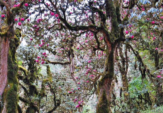Nepal’s rhododendron forests, one of the sites featured in the text