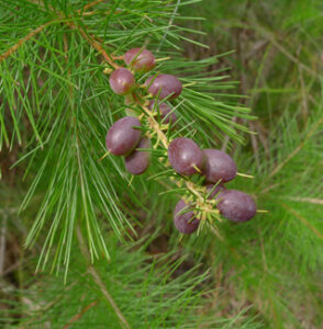 Persoonia pinifolia fruit Pine-leafed Geebung (ImageJohn Tann CC BY-SA 2-0)