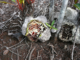 Ants live in the caudex of Myrmecodia tuberosa in a display of plant biological mutualism, as discussed in Off the Garden Path (Image: Brendan Cleaver)