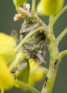 Cabbage aphid parasite enters the colony bottom right