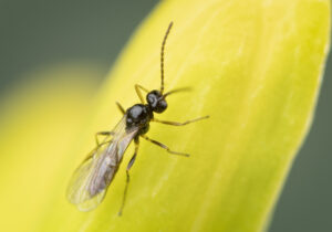 Parasitic wasps such as D. rapae are an important part of aphid IPM
