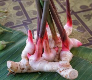 galangal Root