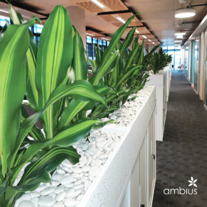 Research shows that indoor plants improve air quality