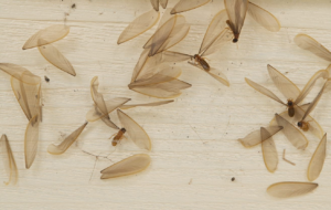 Dead and dying termites and discarded wings the next morning