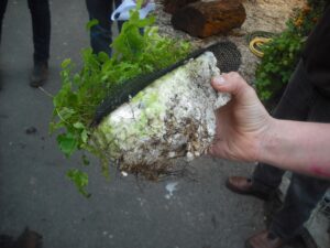 An early synthetic substrate that was compromised by root growth, leading to plants falling out of walls