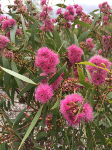 Eucalyptus lansdowneana