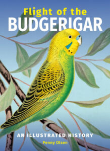 flight of the budgerigar