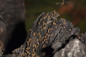 Worker termites escort reproductives to their takeoff point