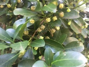 The fruit and leaves can both be used in the kitchen