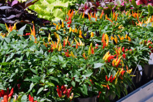 Colourful ornamental chillies will make your next table centrepiece one to remember (Image: Ball Australia).